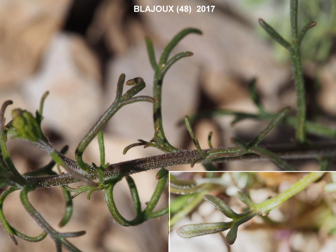 Candytuft, (Cut-leaved) leaf